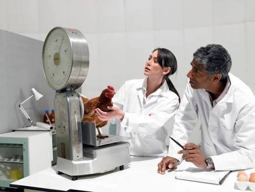 PRACTICAL KNOWLEDGE: THE KEY TO BECOMING A BETTER ANIMAL SCIENTIST